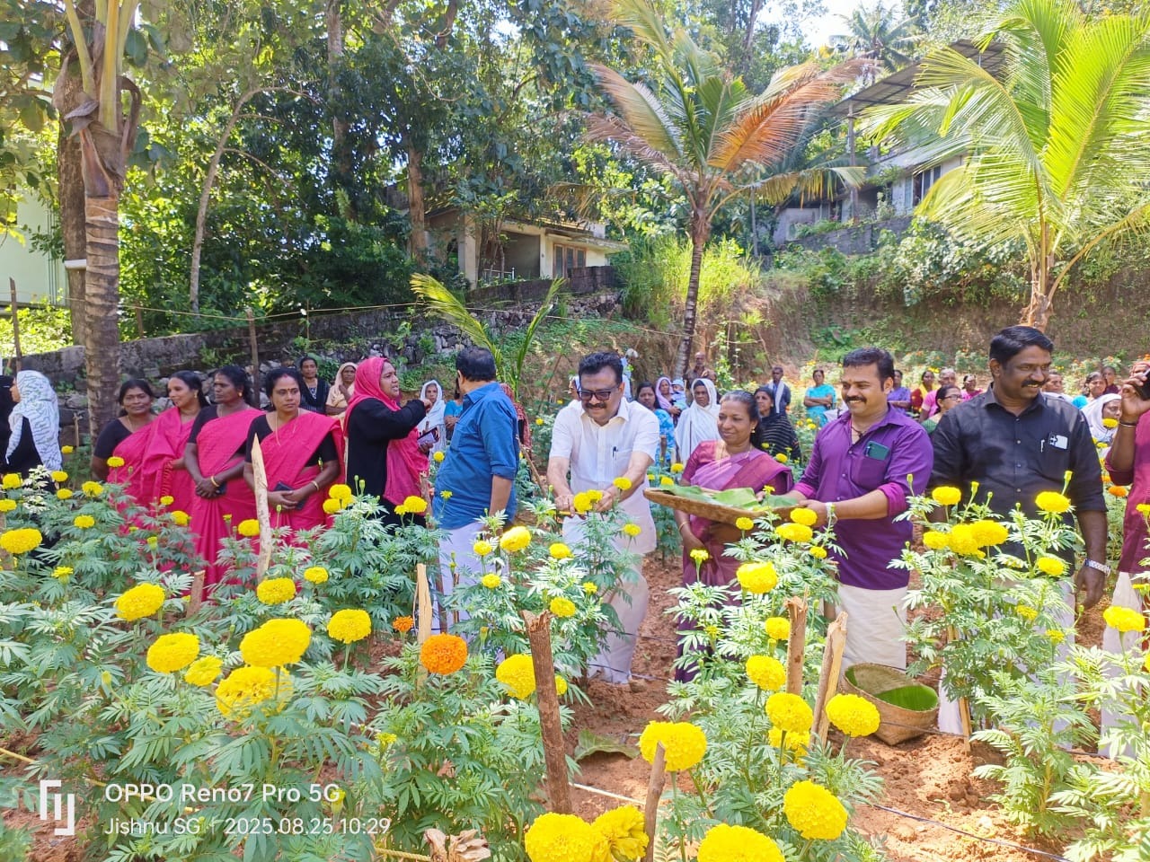 പൂപ്പാടങ്ങൾ തയ്യാർ… പൂവിളിയിൽ ഇക്കുറിയും റെക്കോർഡിട്ട് കാട്ടാക്കട